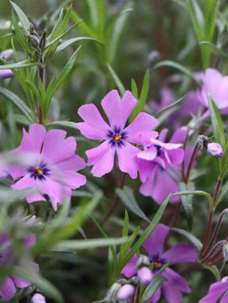 Plamenka 'Purple Beauty'