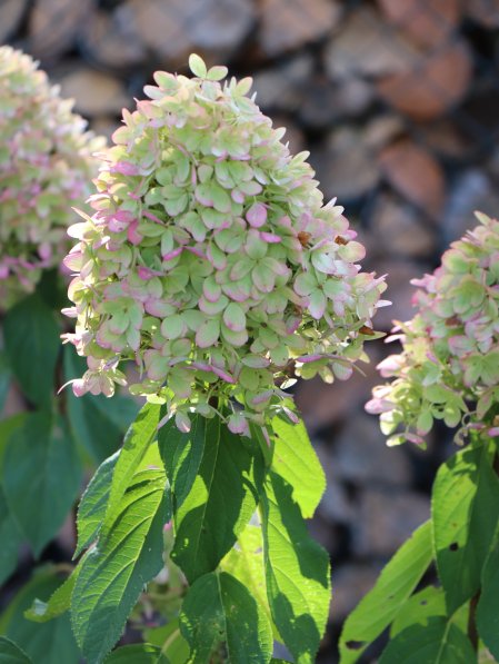 Hortenzie latnatá 'Limelight´