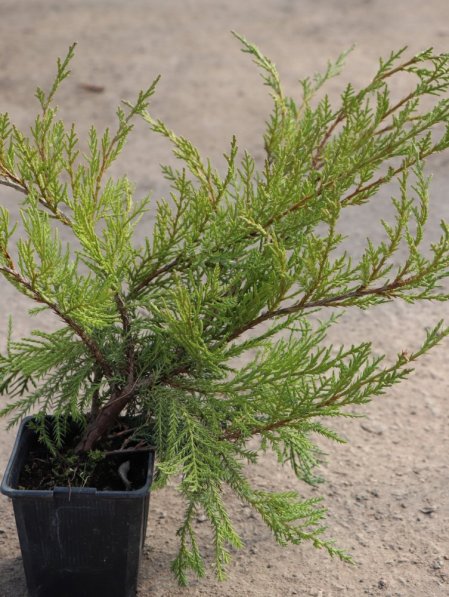 Jalovec Pfitzerův 'Wilhelm Pfitzer'