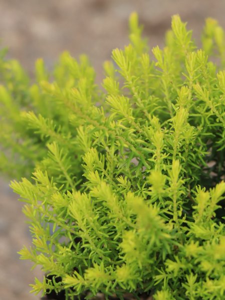 Vřesovec pleťový 'Westwood yellow'