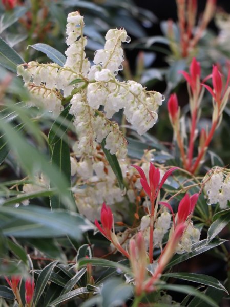 Pieris japonský 'Flaming Silver'