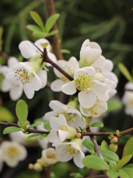 Kdoulovec lahvicovitý 'Nivalis'