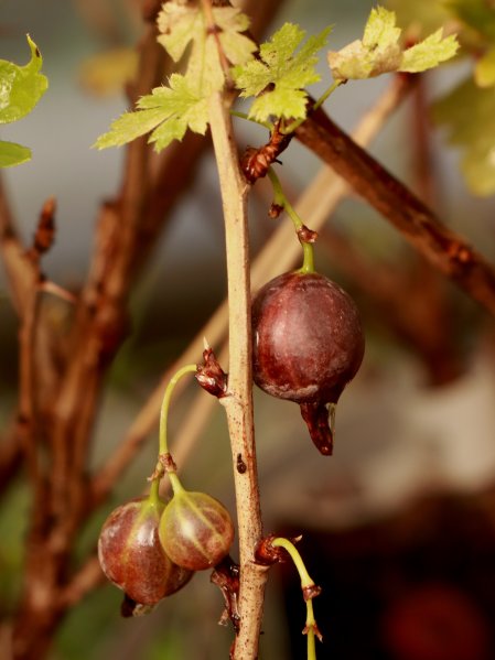 Angrešt 'Captivator' - červený beztrnný