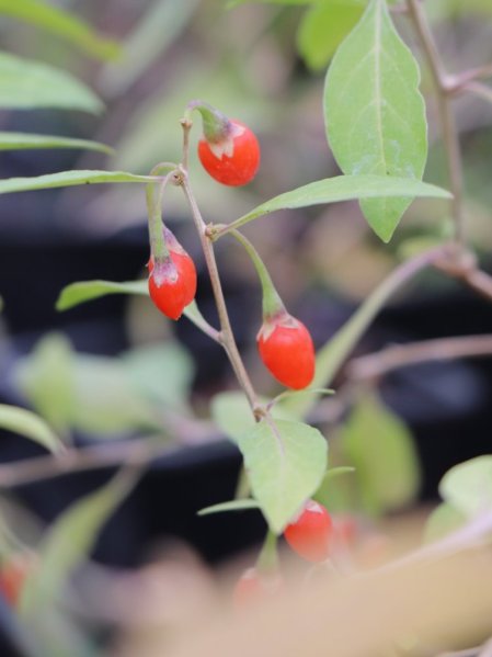 Kustovnice čínská 'Goji'