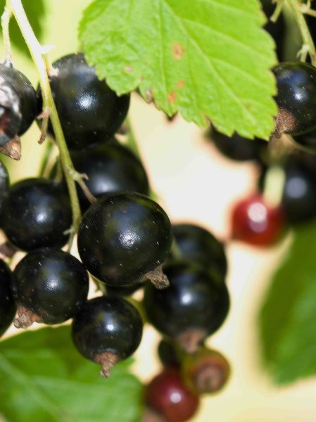 Rybíz černý 'Wellington' ko5L