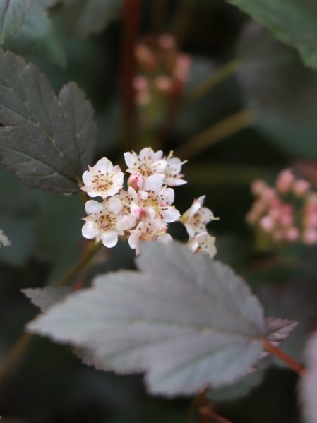Tavola kalinolistá 'Little Joker'