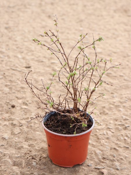 Mochna křovitá 'Sophie's Orange'