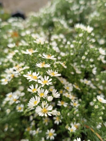 Hvězdnice vřesovcovitá ´Snowflurry´