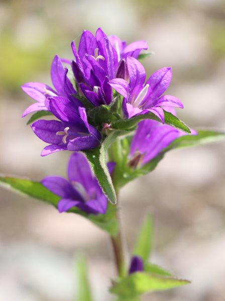 Zvonek klubkatý 'Acaulis'