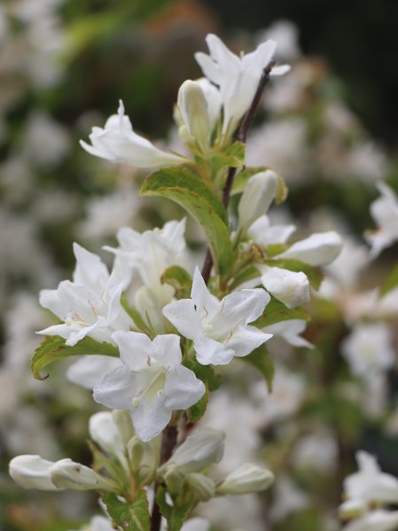 Vajgélie zkřížená 'Milk and Honey'