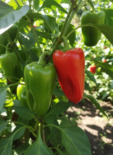 Paprika k rychlení SANDRA