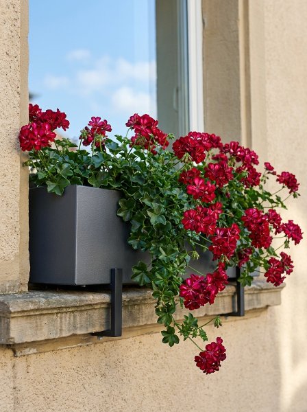 Muškát - Pelargonie štítnatá 'Corriente Artic Red'