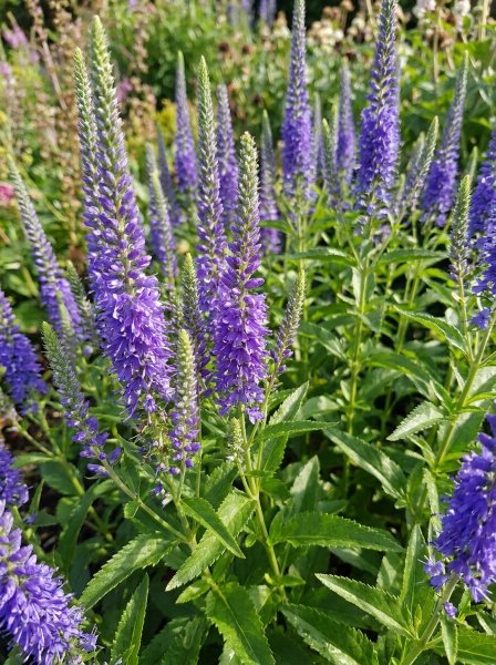 Rozrazil klasnatý 'Ronica Blue'