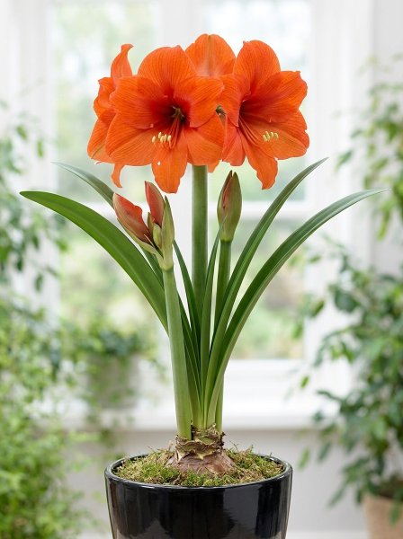 Amarylis Orange Souvereign