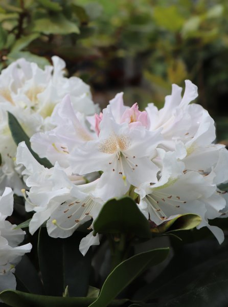 Rododendron 'Cunningham's white'