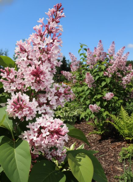 Šeřík malolistý ´Superba´