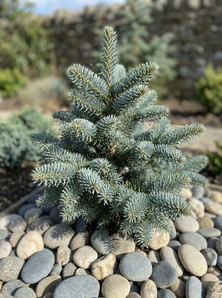 Jedle španělská 'Glauca'
