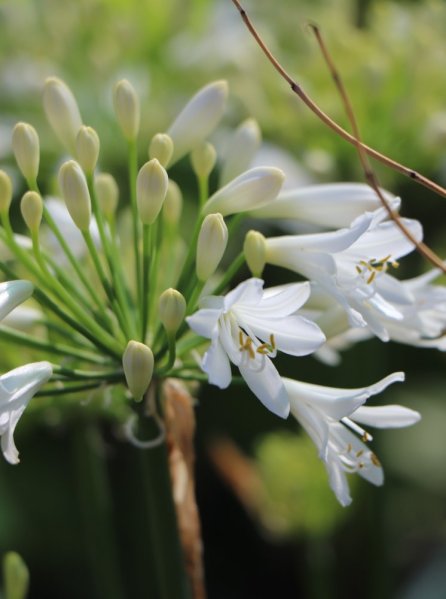 Kalokvět ´L´amour D´ete Blanc´®