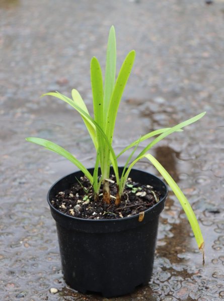 Kalokvět africký ´Blanc´