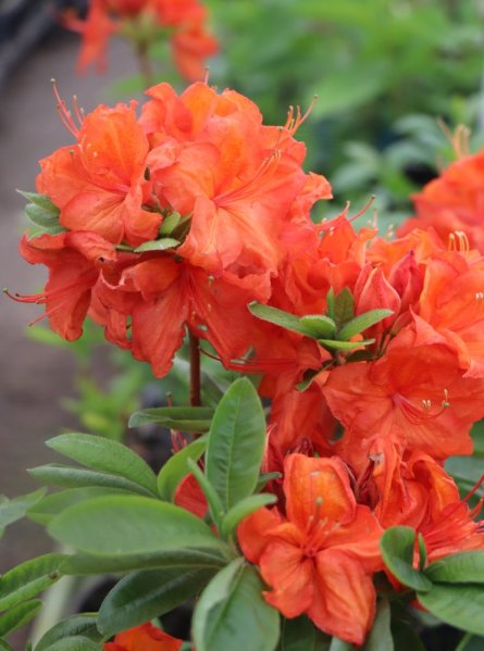 Azalka 'Feuerwerk'