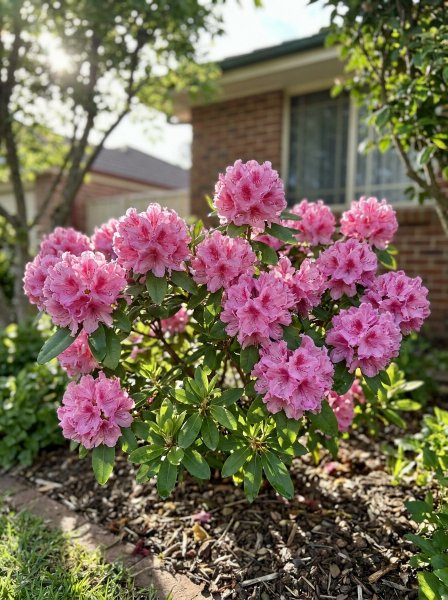 Azalka knaphill 'Homebush'