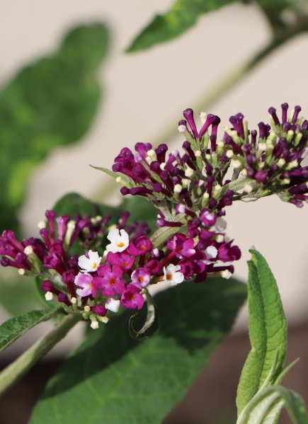 Komule davidova 'Berries and Cream'