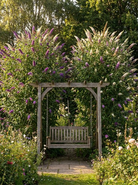 Komule davidova 'Berries and Cream'