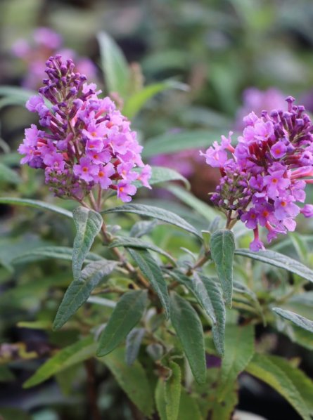 Komule Davidova Butterfly Candy® 'Little Lila'