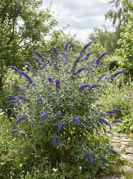 Komule davidova 'Ellen's Blue'