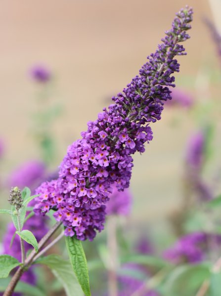 Komule Davidova 'Empire Blue'