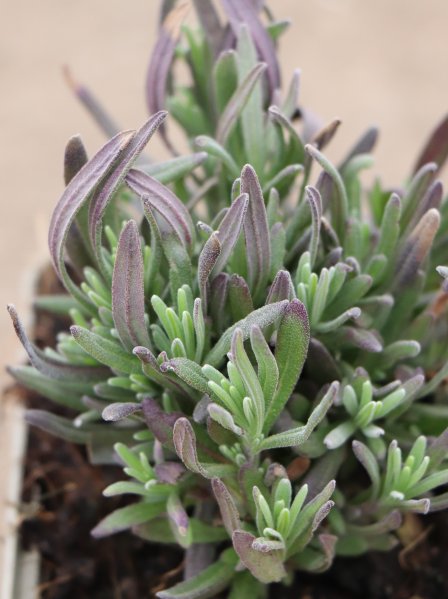 Levandule lékařská 'Rosea'