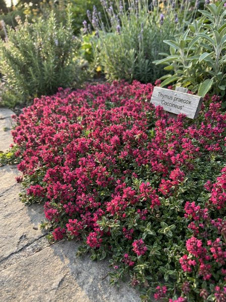 Mateřídouška časná 'Coccineus'