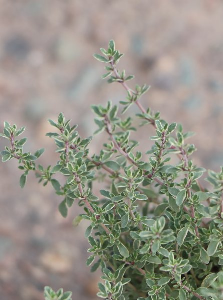 Tymián obecný 'Silver Posie'