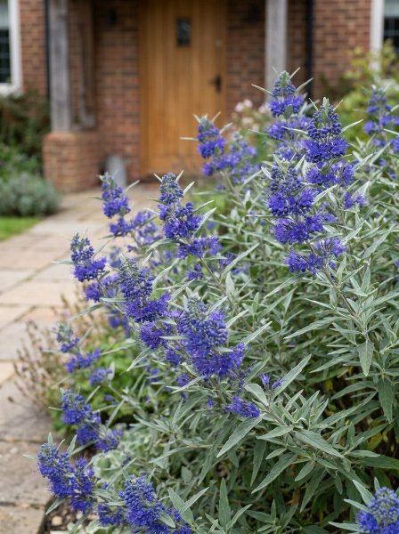 Ořechokřídlec clandonský 'Kew Blue'