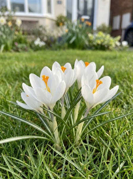 Krokus 'Miss Vain'