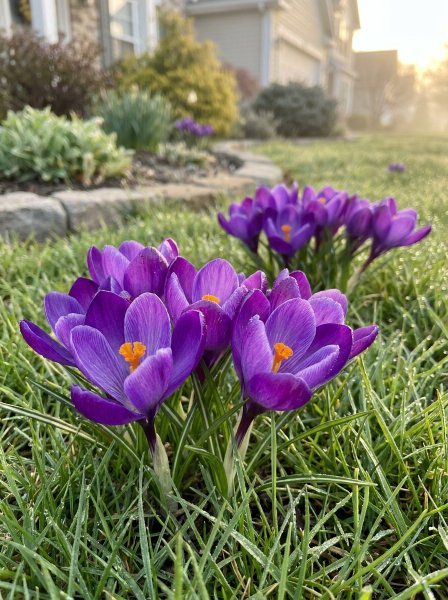 Divoký krokus 'Ruby Giant'