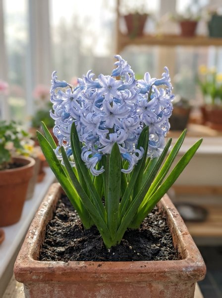 Hyacint 'Aqua'