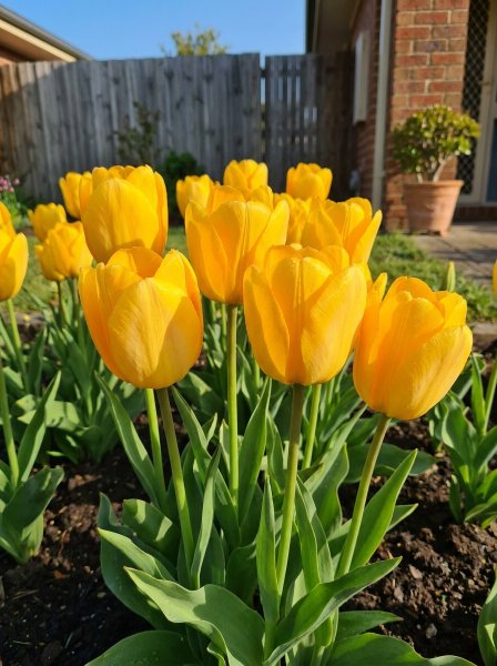 Tulipán 'Golden Emperor'