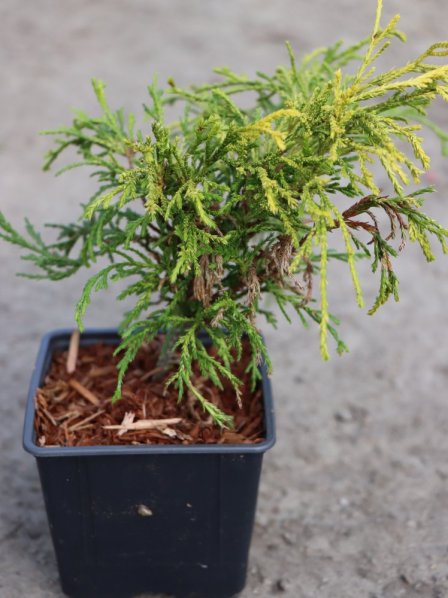 Cypřišek hrachonosný 'Filifera Aurea Nana'