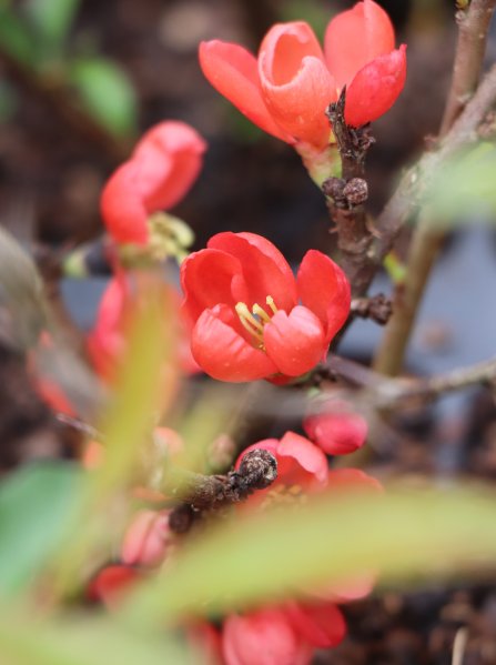 Kdoulovec nádherný 'Orange Beauty'