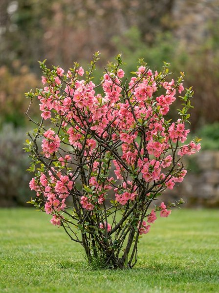 Kdoulovec nádherný 'Pink Lady'