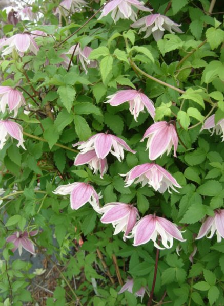 Plamének 'Propertius'