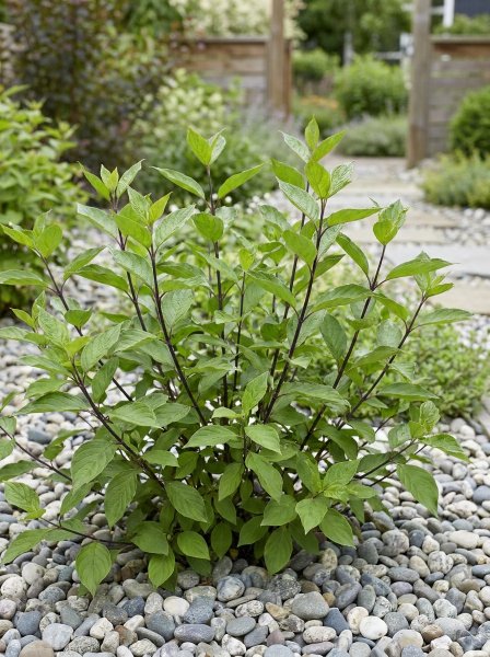 Svída bílá 'Kesselringii'