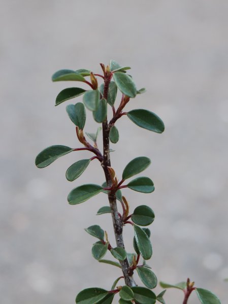 Skalník Dammerův 'Eichholz'