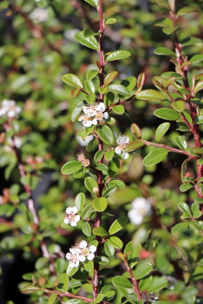 Skalník 'Coral Beauty'