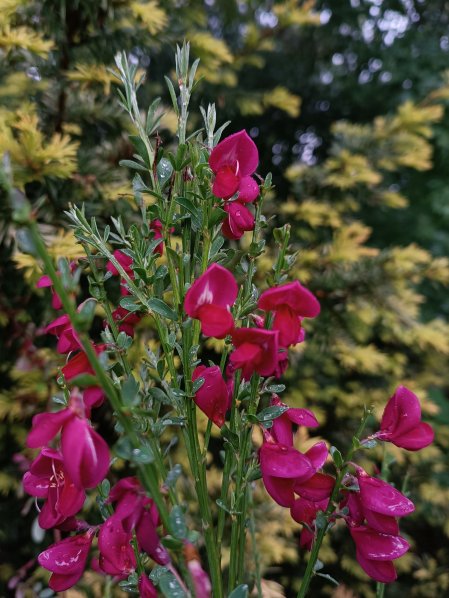 Čilimník 'BOSKOOP RUBY´