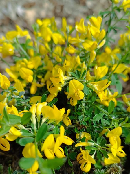 Čilimník rozložený 'Nana'