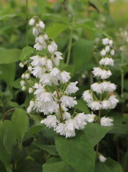 Trojpuk 'Pink Pom Pom'