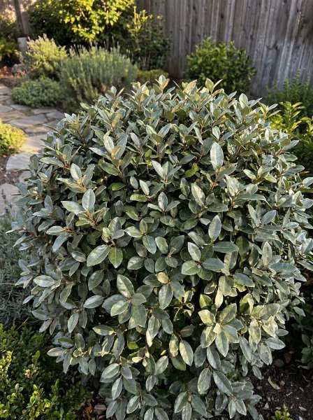 Hlošina Ebbingeova 'Compacta'
