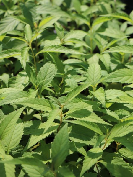 Klasnatka Stauntonova